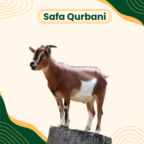 Eid-ul-Adha Goat